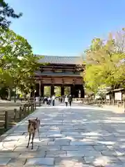 東大寺の動物