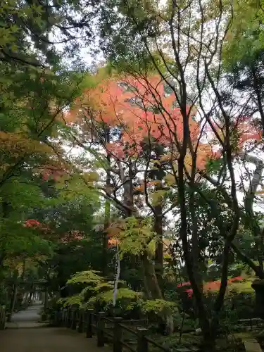 五所駒瀧神社の自然