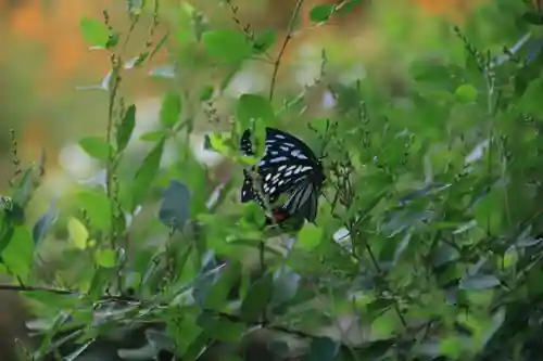 豊景神社の自然
