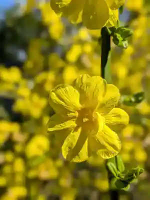 鷺宮八幡神社(東京都)