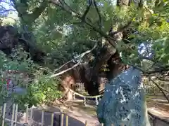 浜松八幡宮(静岡県)