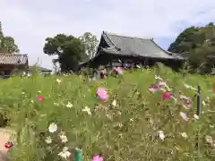 般若寺 ❁﻿コスモス寺❁(奈良県)