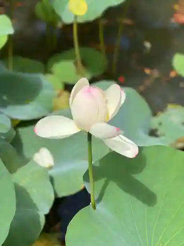 知恩院(京都府)