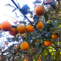 七重浜海津見神社(北海道)