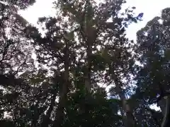 香取神社の自然