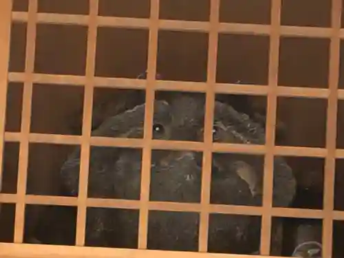 八股榎お袖大明神(愛媛県)