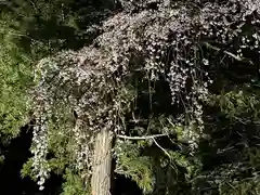 山家神社の自然