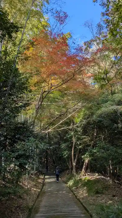 勝持寺(花の寺)(京都府)