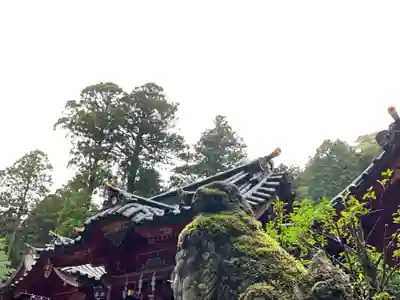 箱根神社の狛犬
