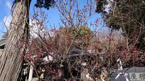 賀茂別雷神社の自然