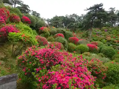 塩船観音寺の自然