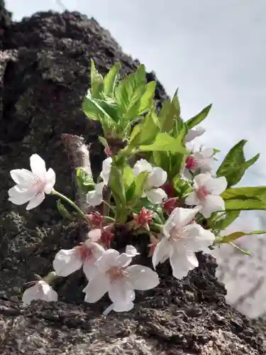座間神社(神奈川県)