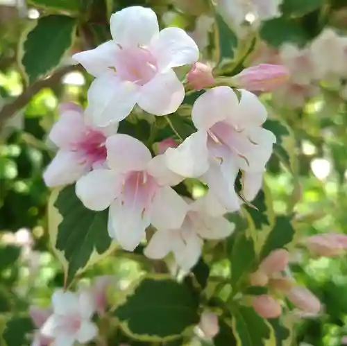 町田天満宮の自然