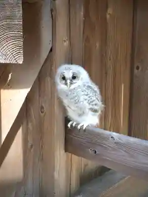 鹿嶋三嶋神社(茨城県)