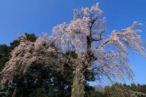 正観音堂の自然