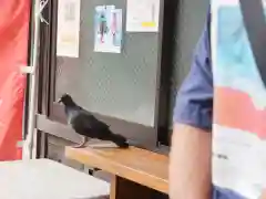 鶴嶺八幡宮の動物