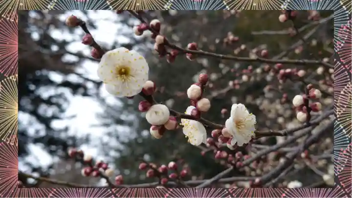 下野 星宮神社(栃木県)