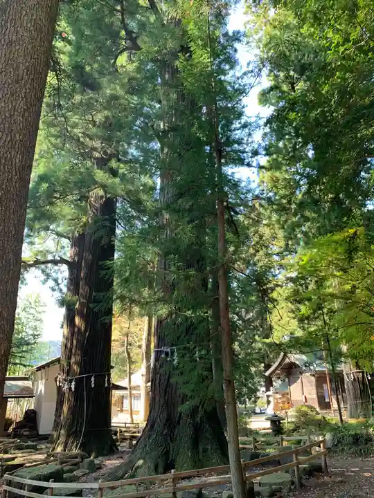 河口浅間神社の自然