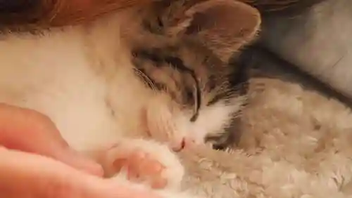 天王山 安楽寺(福井県)