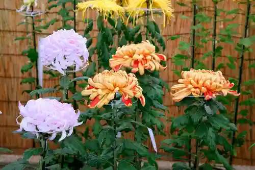 明治神宮(東京都)