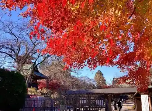 本土寺(千葉県)