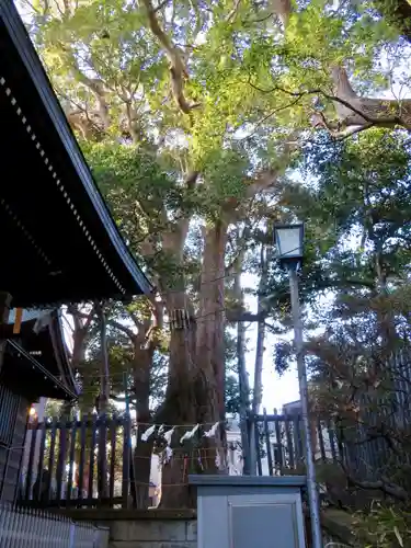 太子堂八幡神社の自然