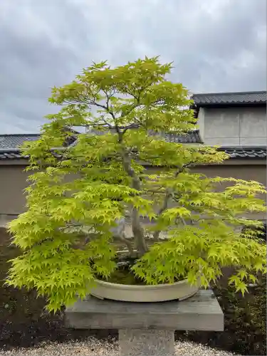 芳春院(京都府)