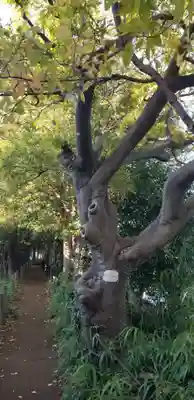 神明天祖神社の自然