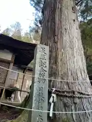 日枝神社の自然