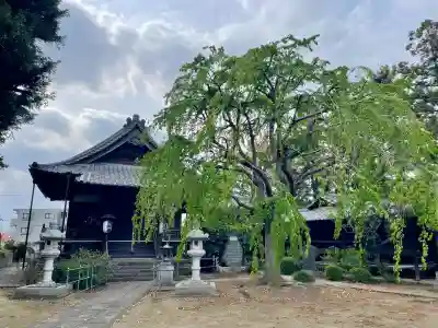 大正寺(埼玉県)