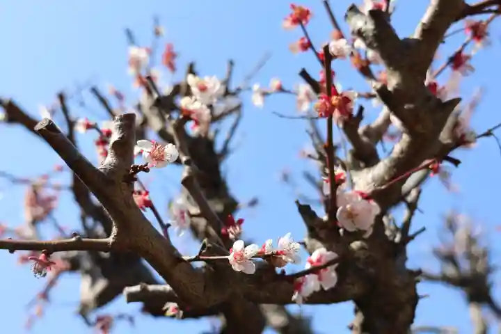 来迎寺(西御門)(神奈川県)