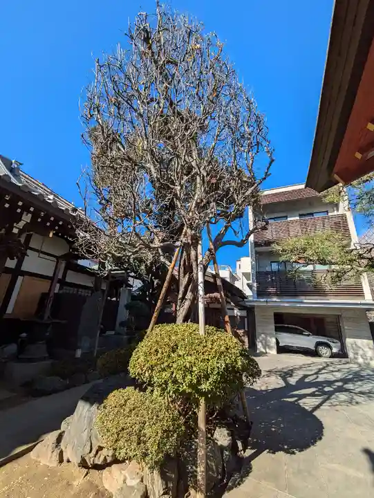 西教寺(東京都)