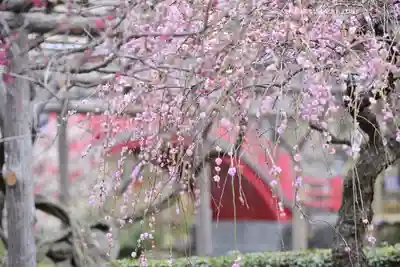 亀戸天神社(東京都)