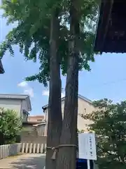 杉杜白髭神社(福井県)