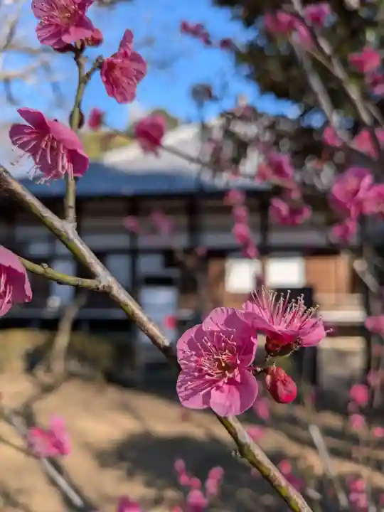 妙法寺(東京都)