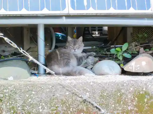 屋久島大社の動物