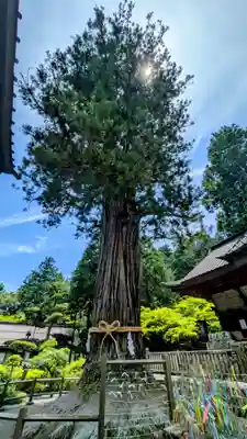 北口本宮冨士浅間神社(山梨県)