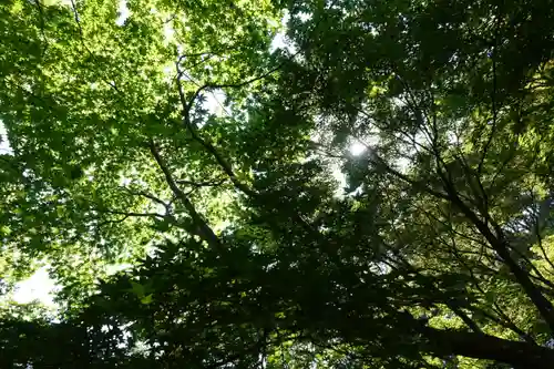 勝持寺（花の寺）の自然