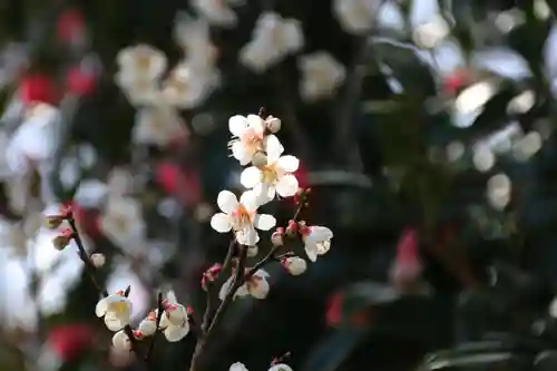 開成山大神宮の庭園