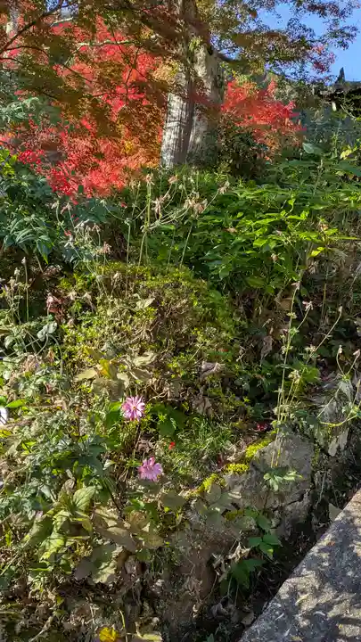 善峯寺(京都府)