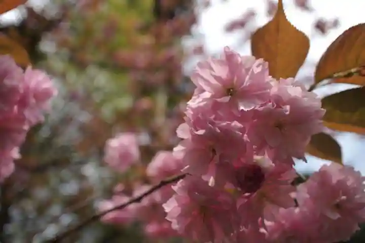 鳥海山大物忌神社吹浦口ノ宮の自然