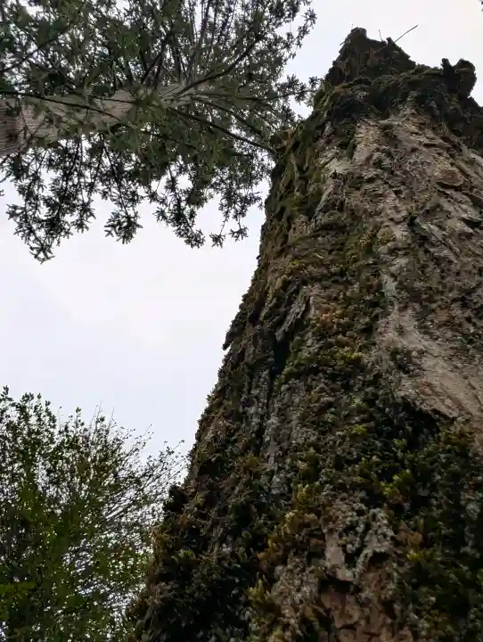 出石神社の{uncategorized: "未分類", other: "その他", undefined: "問題あり", building: "その他建物", grave: "お墓", sacred_gate: "鳥居", guardian: "狛犬", statue: "像", buddha: "仏像", history: "歴史", nature: "自然", garden: "庭園", animal: "動物", pagoda: "塔", temizu: "手水舎", mountain_gate: "山門・神門", sanctuary: "本殿・本堂", subordinate: "末社・摂社", art: "芸術", scenery: "景色", jizo: "地蔵", ema: "絵馬", goshuin: "御朱印", omikuji: "おみくじ", items: "授与品その他", amulet: "お守り", goshuincho: "御朱印帳", eats: "食事", festival: "お祭り", votive_dance: "神楽", shichigosan: "七五三参", wedding: "結婚式", experience: "体験その他", initially: "初詣", around: "周辺", anti_infection: "感染症対策"}