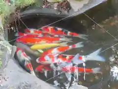 猿田彦神社の動物