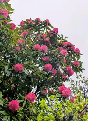 長谷寺の{uncategorized: "未分類", other: "その他", undefined: "問題あり", building: "その他建物", grave: "お墓", sacred_gate: "鳥居", guardian: "狛犬", statue: "像", buddha: "仏像", history: "歴史", nature: "自然", garden: "庭園", animal: "動物", pagoda: "塔", temizu: "手水舎", mountain_gate: "山門・神門", sanctuary: "本殿・本堂", subordinate: "末社・摂社", art: "芸術", scenery: "景色", jizo: "地蔵", ema: "絵馬", goshuin: "御朱印", omikuji: "おみくじ", items: "授与品その他", amulet: "お守り", goshuincho: "御朱印帳", eats: "食事", festival: "お祭り", votive_dance: "神楽", shichigosan: "七五三参", wedding: "結婚式", experience: "体験その他", initially: "初詣", around: "周辺", anti_infection: "感染症対策"}