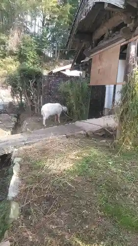 洞春寺の動物