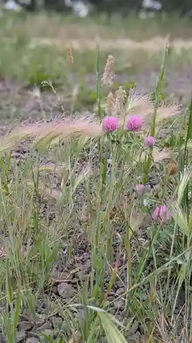 珸瑶瑁金刀比羅神社(北海道)