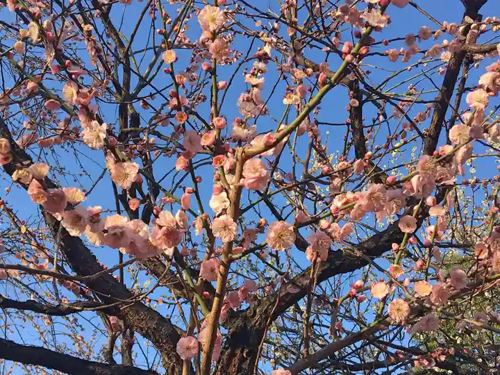 湯島天満宮の庭園