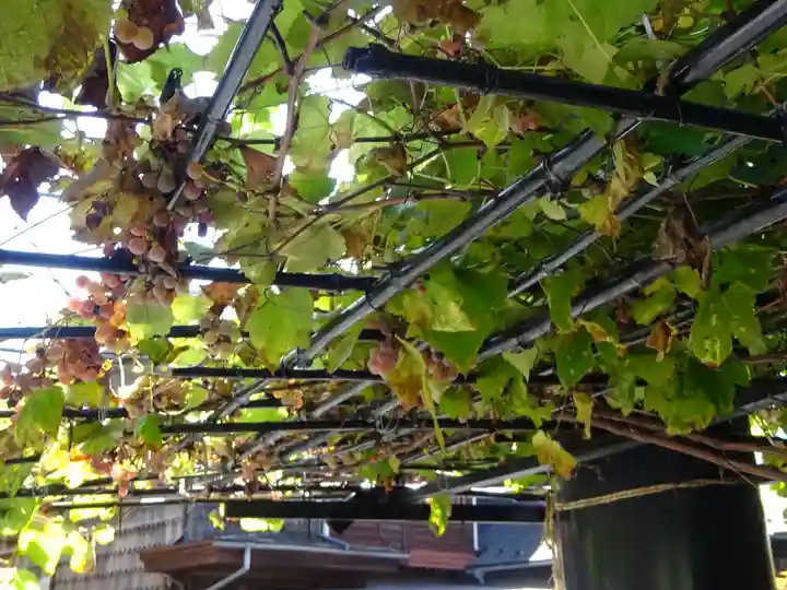 菊名神社の自然