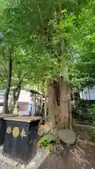 新橋鹽竃神社の自然