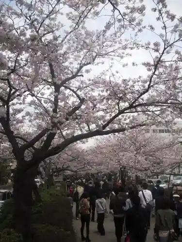 鶴岡八幡宮の自然